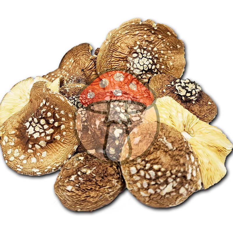 Panther Caps (Amanita pantherina) — NEW HARVEST — 25 g