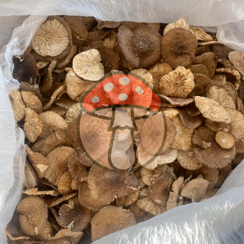 Wholesale batch 3